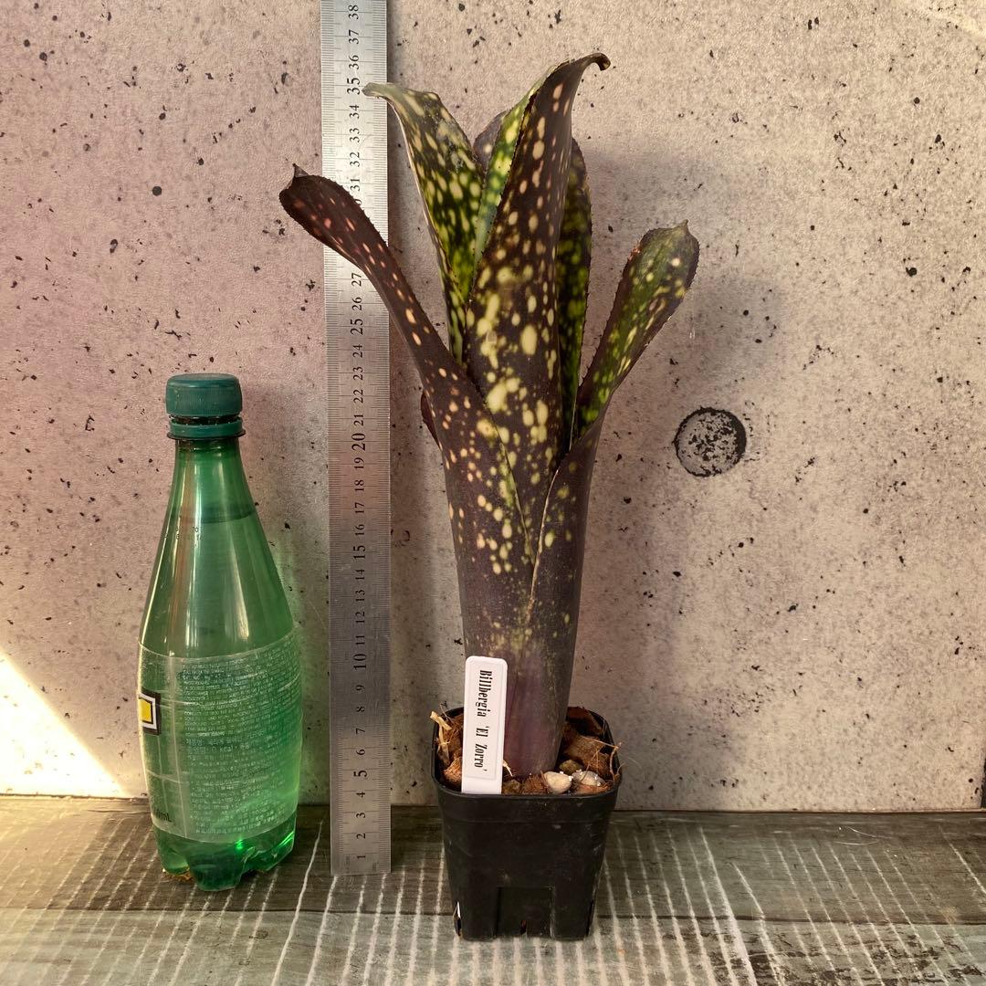 タンクブロメリア　ビルベルギア『El Zorro』