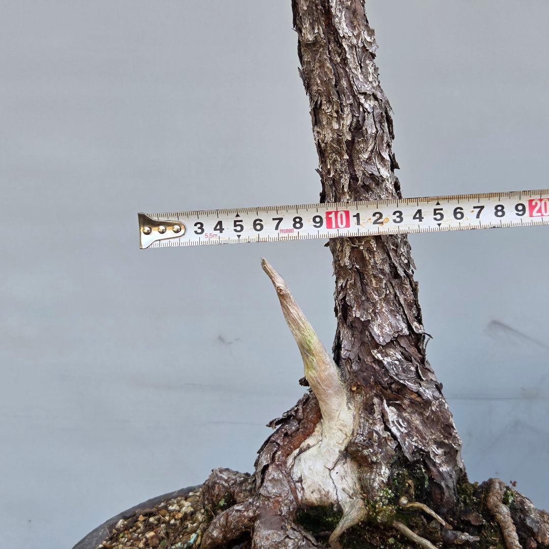 五葉松　[文人風]　大品盆栽