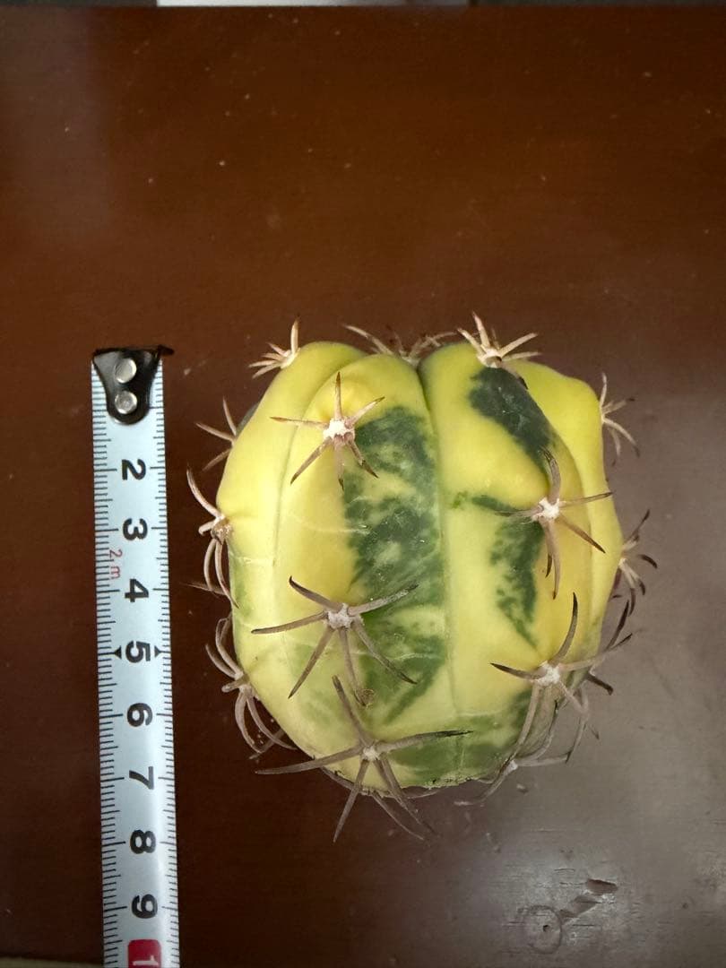 国内実生苗　接おろしエキノカクタス尖紅丸錦◇太平丸　多肉サボテン斑入りハオルチア