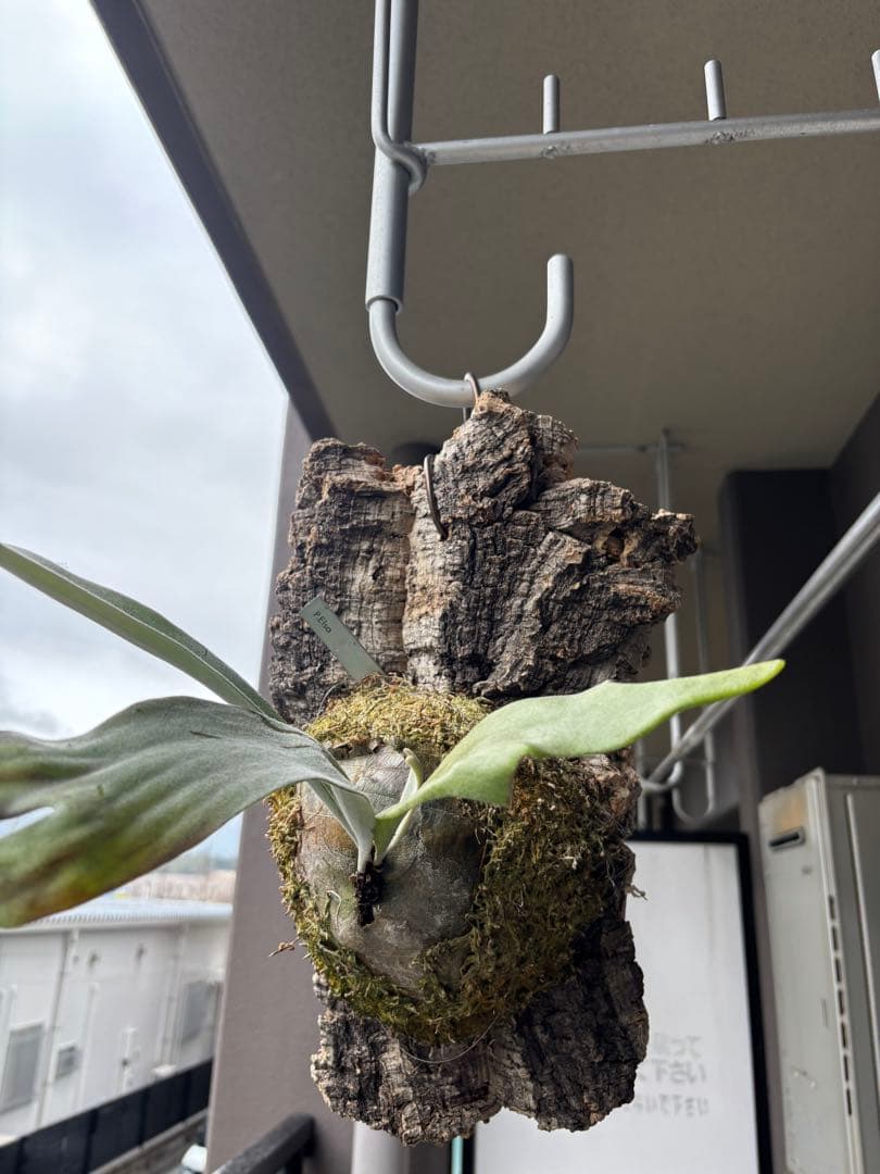 ビカクシダ P.Era 着生植物