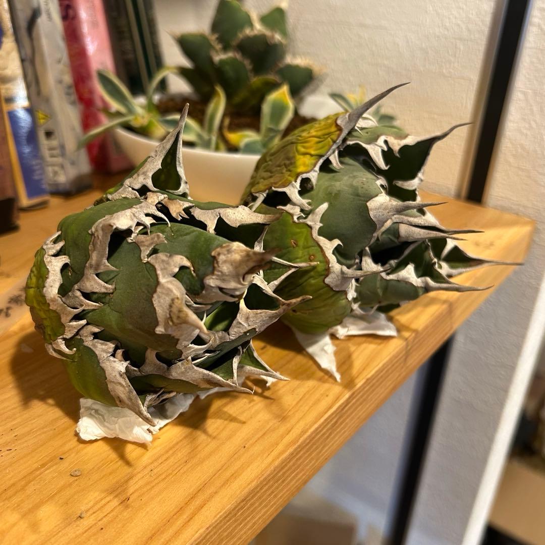 レッドキャットウィーズル（ゴリ猫）×FO-076（白蟻）極上美株　まとめ売り特価