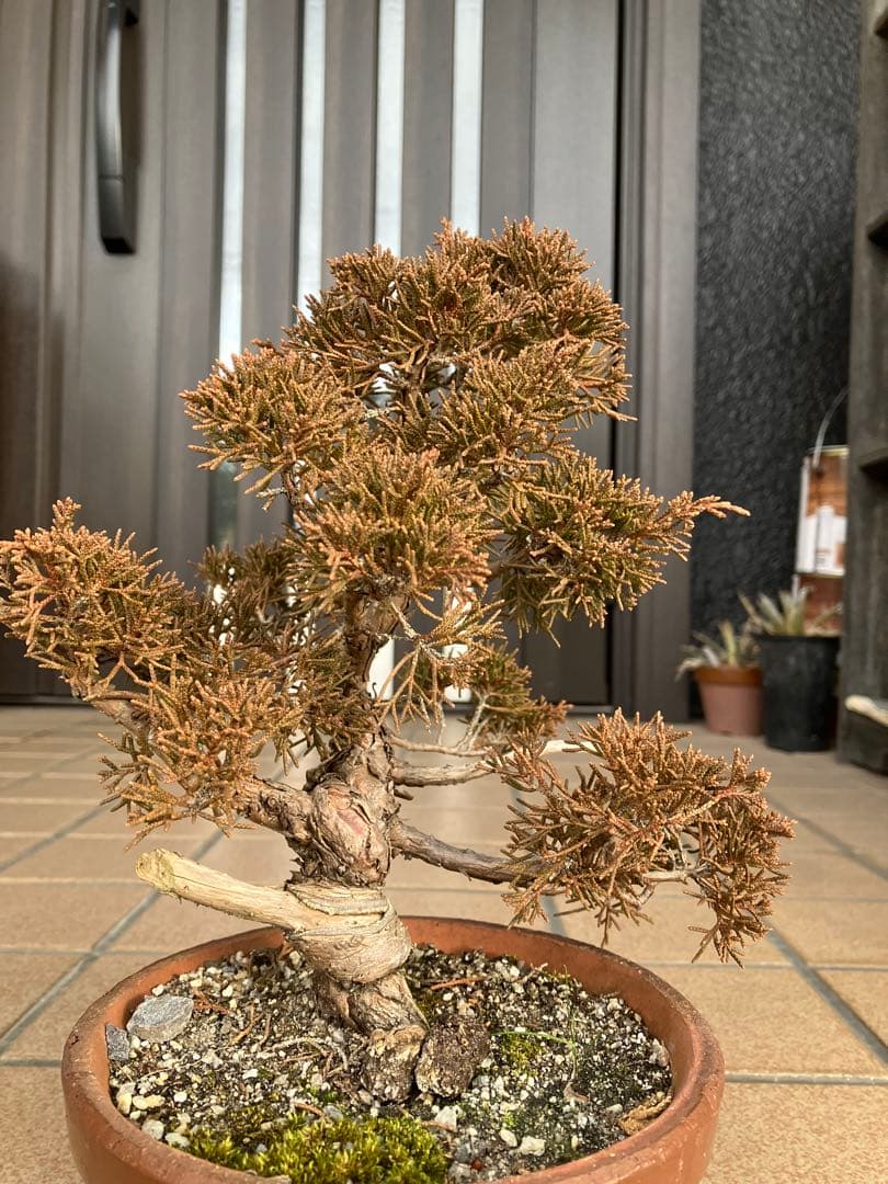 ◉小品盆栽　真柏糸魚川　超優良素材　大特価！早いもの勝ち