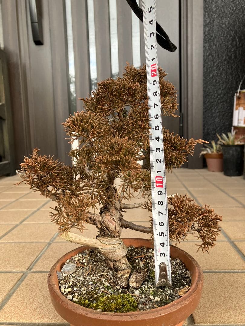 ◉小品盆栽　真柏糸魚川　超優良素材　大特価！早いもの勝ち