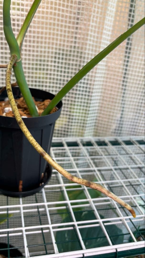 極上　モンステラ　セブブルーフルミント\"Ocean\"　安定美斑　斑入り