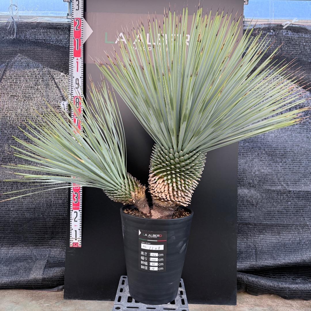 J*7様 【AL1108】ユッカ　ロストラータ　ダブルヘッド　極太　シルバーブル