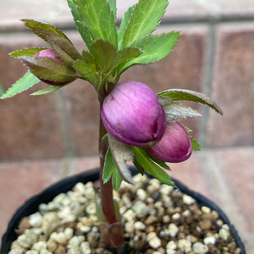 クリスマスローズ　小輪多花ピンク