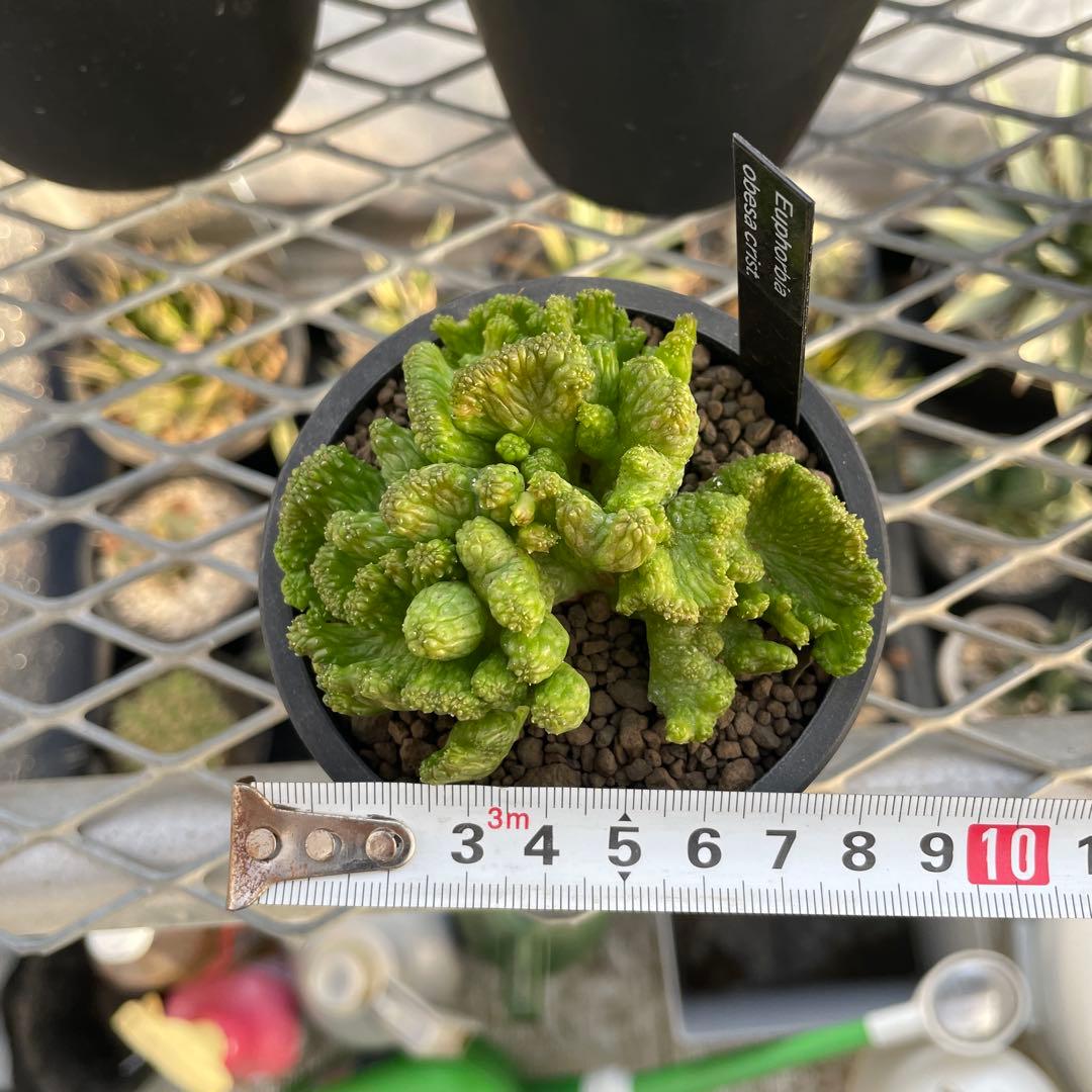 ユーフォルビア オベサ 綴化タイプ 2.5号プラ鉢