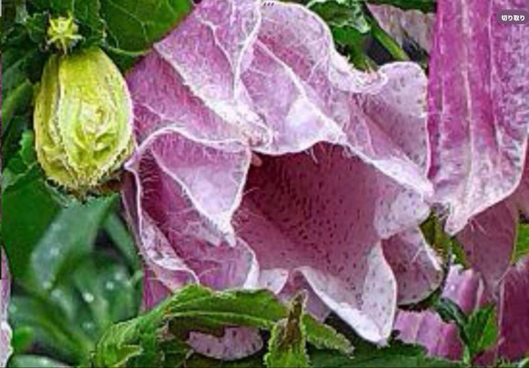 ホタルブクロ　ピンク　大小2苗