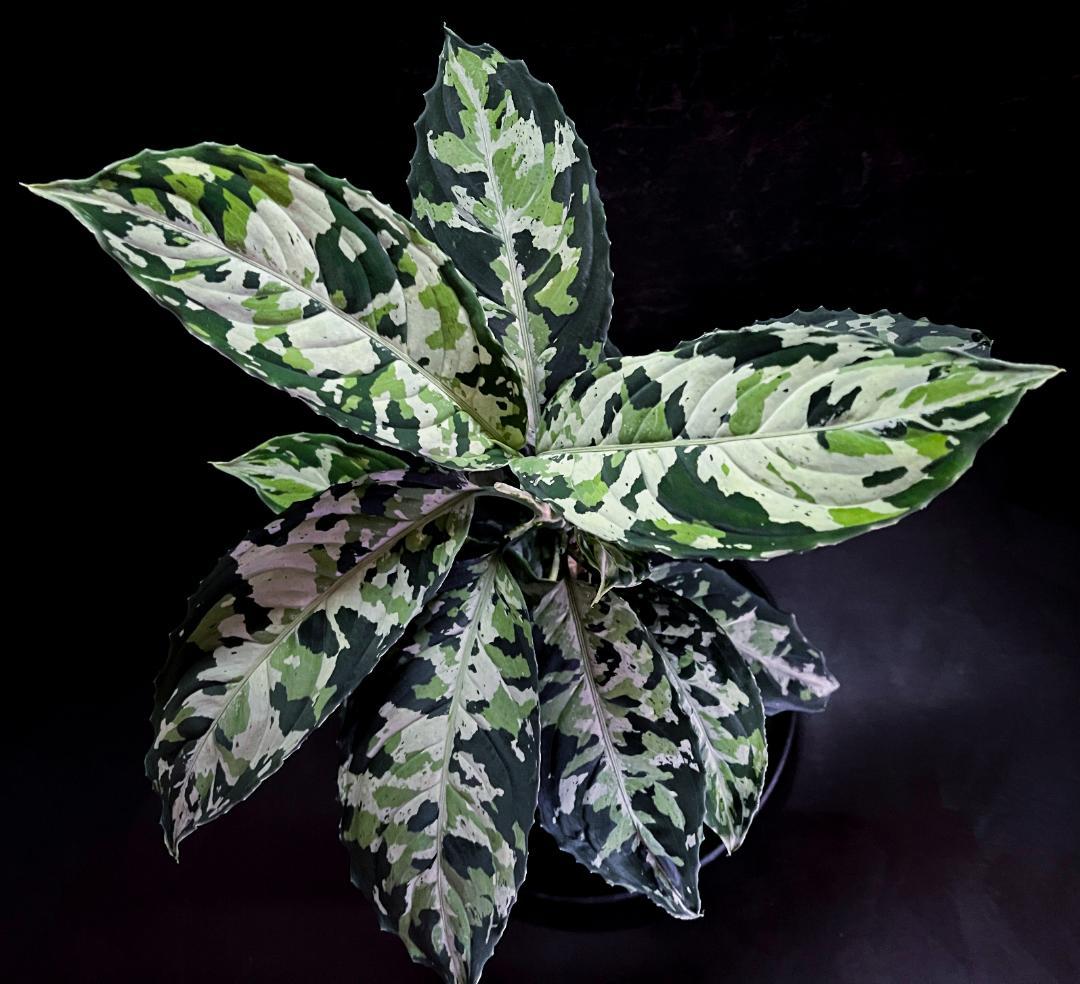 ◆RGL◆ マルチカラー 南スマトラ ワイルド 現地便 アグラオネマピクタム