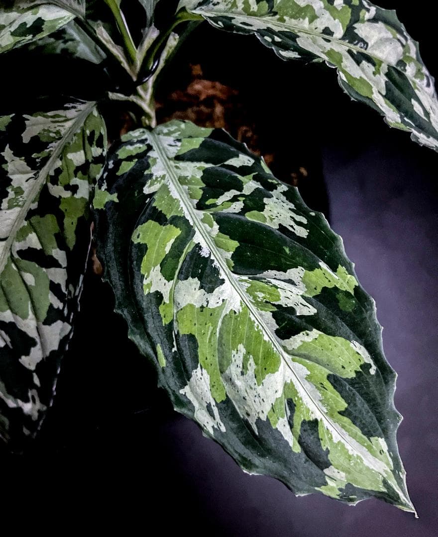 ◆RGL◆ マルチカラー 南スマトラ ワイルド 現地便 アグラオネマピクタム