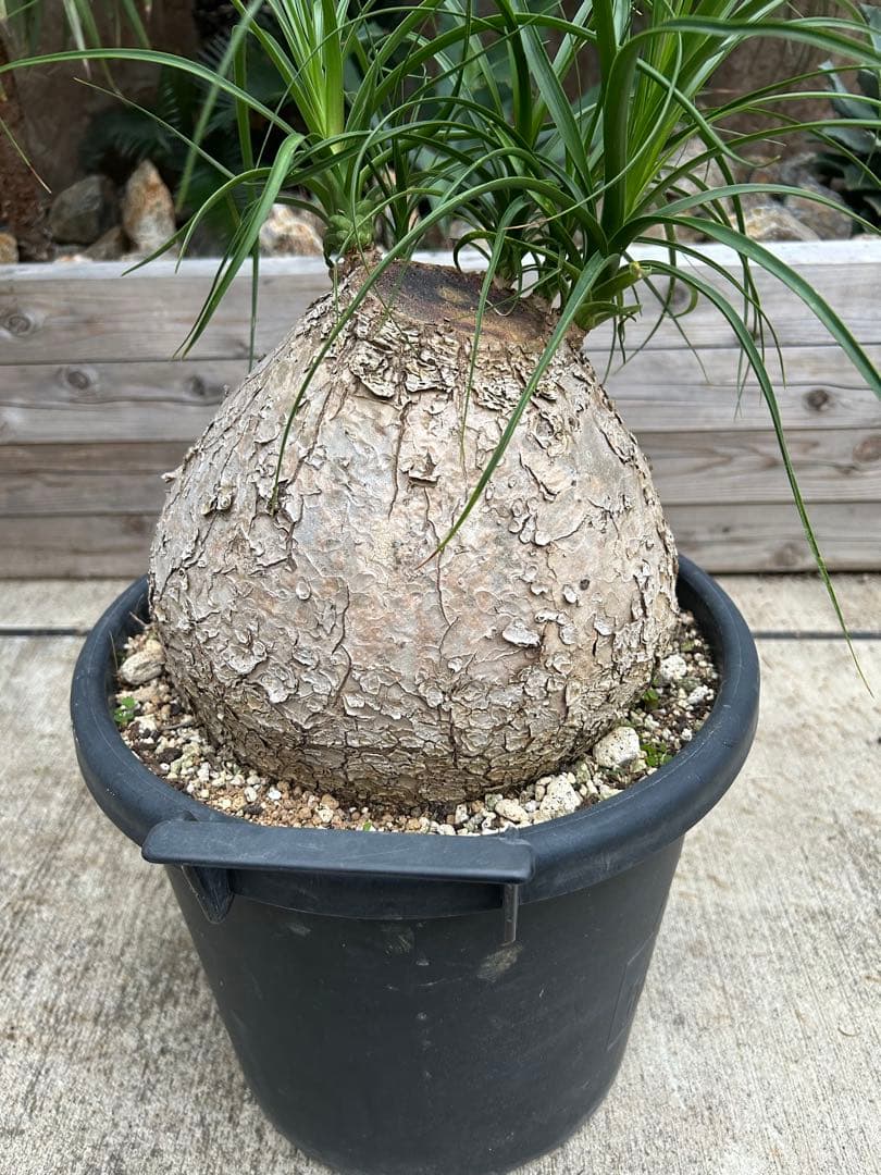 まんまる　トックリラン　特大