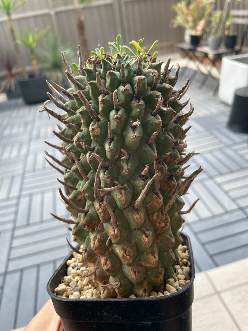 闘牛角　スコエンランディ　現地球