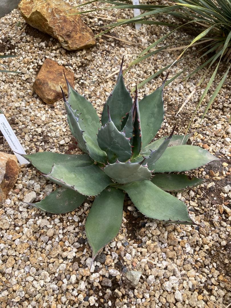 超希少！Parryi Guanajuato アガベ　パリー　グアナファト　親株！