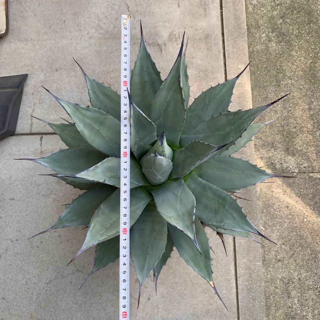 青メリコ　　大株