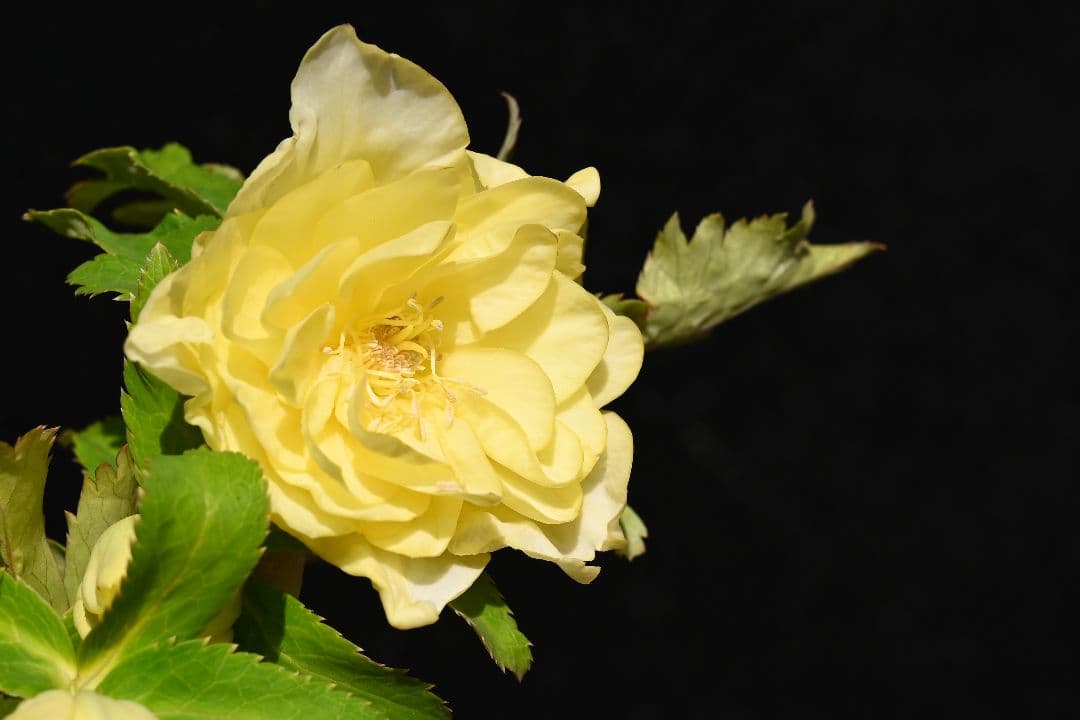 クリスマスローズ　認定かぐや姫多弁系イエロー　加藤農園