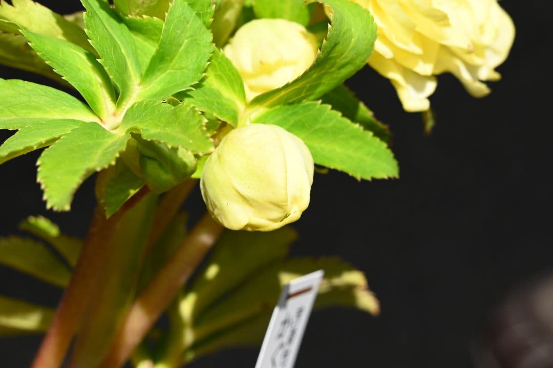 クリスマスローズ　認定かぐや姫多弁系イエロー　加藤農園