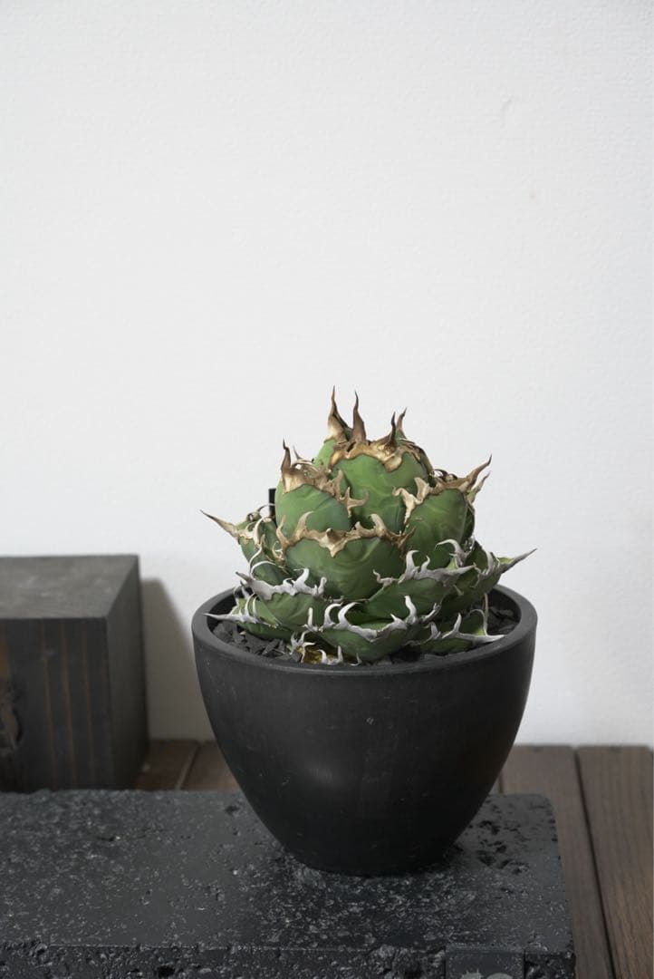 アガベ　アリゾナアンビション　arizona ambition