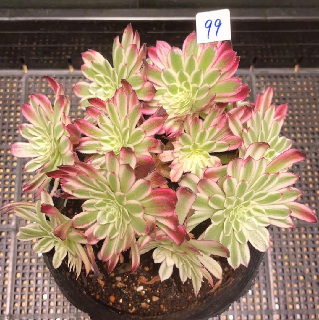 99#植物アエオニウム錦❤カルミン*エメラルド錦❤️12大頭19cm钵土付き出荷