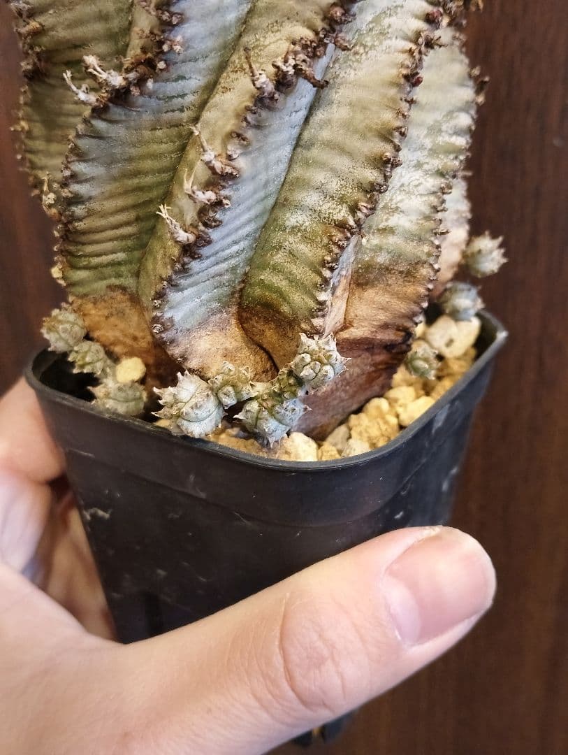 \"特選 美株\" ユーフォルビア 螺旋 ホリダ