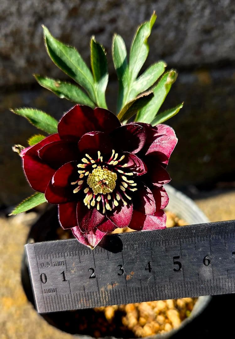 クリスマスローズ　キラメキ　チョコレート