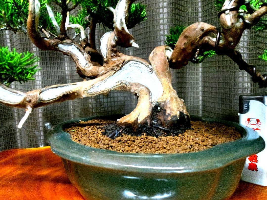 【小品　糸魚川真柏盆栽】　　　⭕小品No.1お気に入り品 ★あきちゃん様…専用★