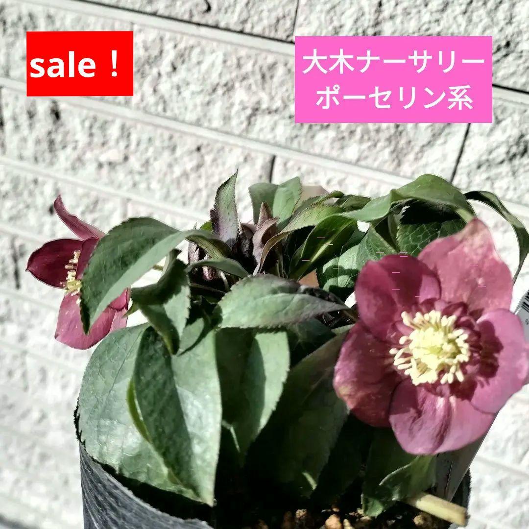 クリスマスローズ　sdポーセリン系　原種交配　大木ナーサリー　宿根　バラ　苗　鉢