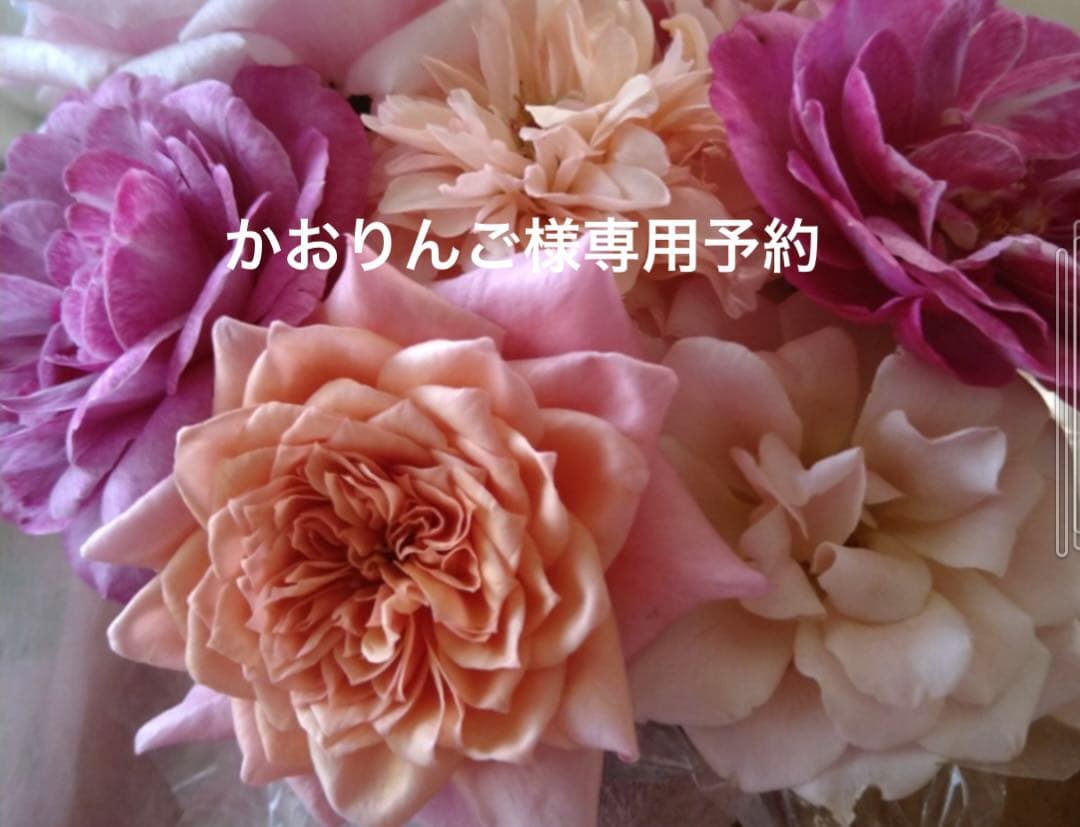 バラ苗　かおりんご様