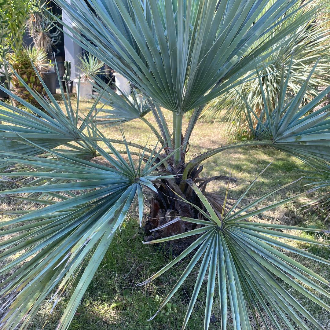 ブラヘアアルマータ ユッカ