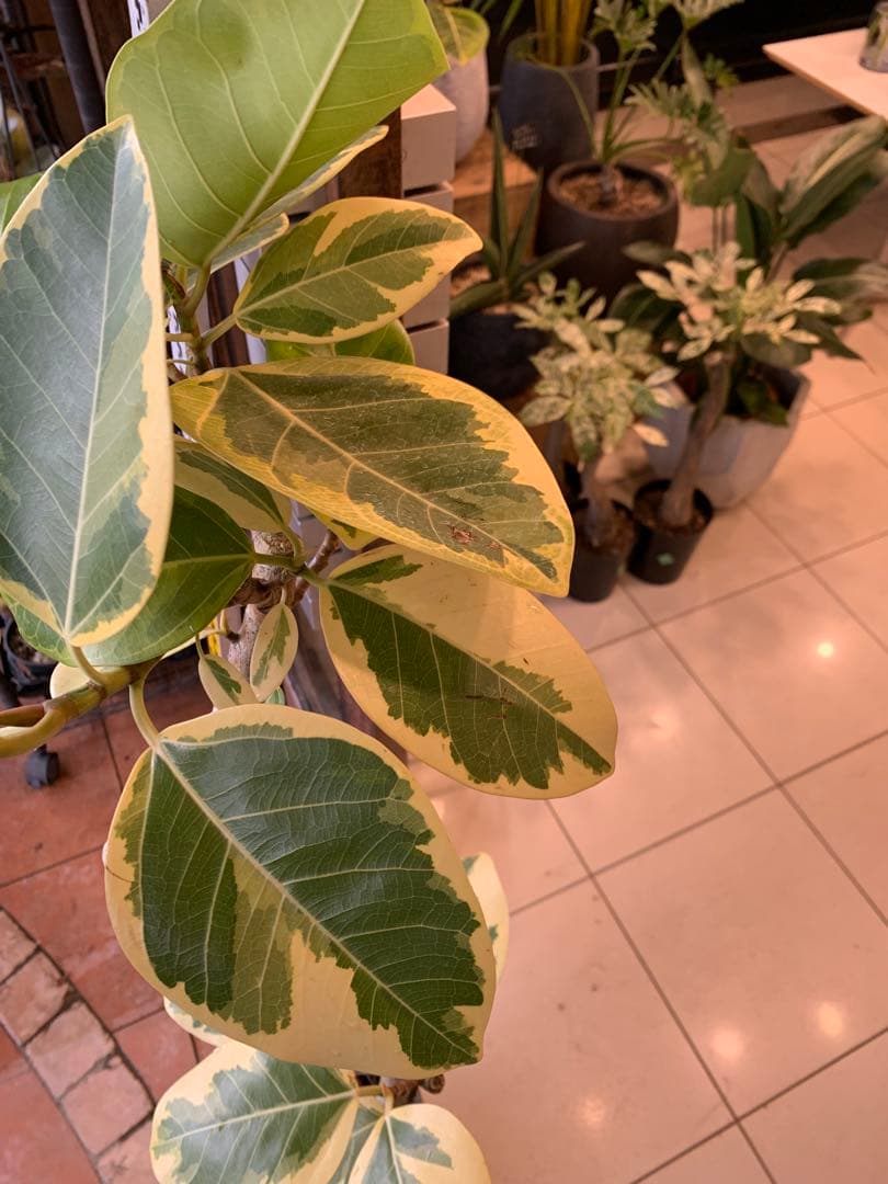 パキラ ミルキーウェイ 1 ファイバー鉢 お皿付き