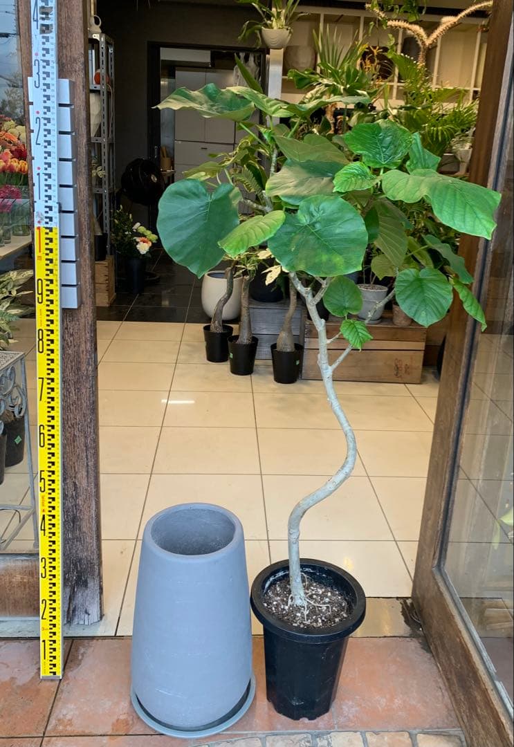 パキラ ミルキーウェイ 1 ファイバー鉢 お皿付き