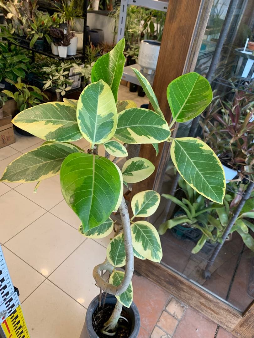 パキラ ミルキーウェイ 1 ファイバー鉢 お皿付き