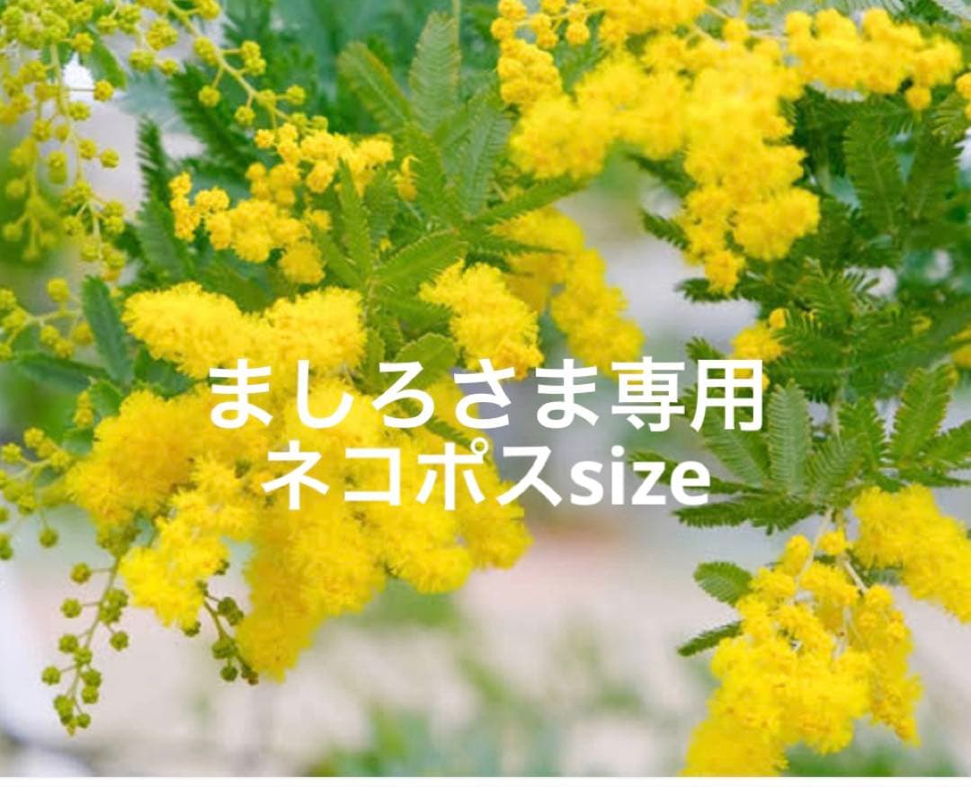 ミモザの苗（黄色）