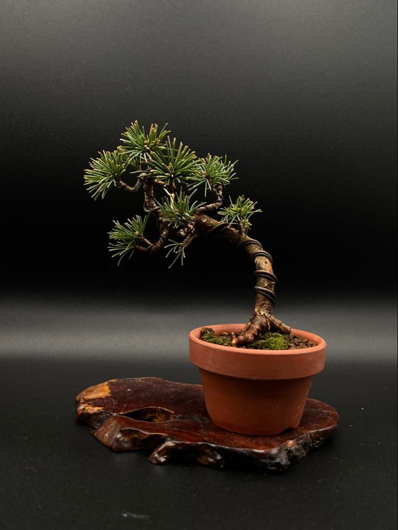 吾妻五葉松のミニ盆栽B