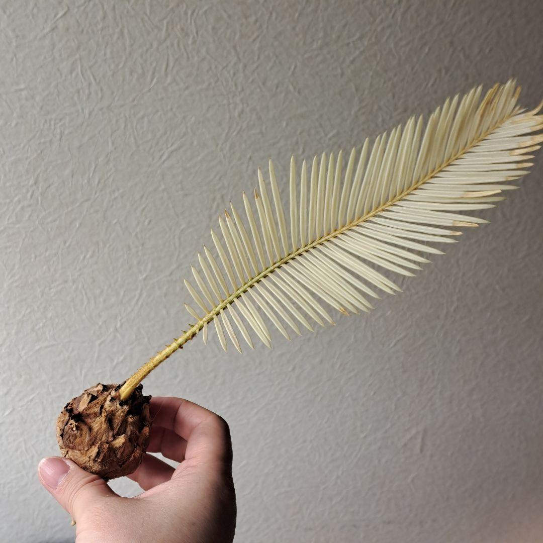 ★専用★　斑入り蘇鉄　黄金蘇鉄