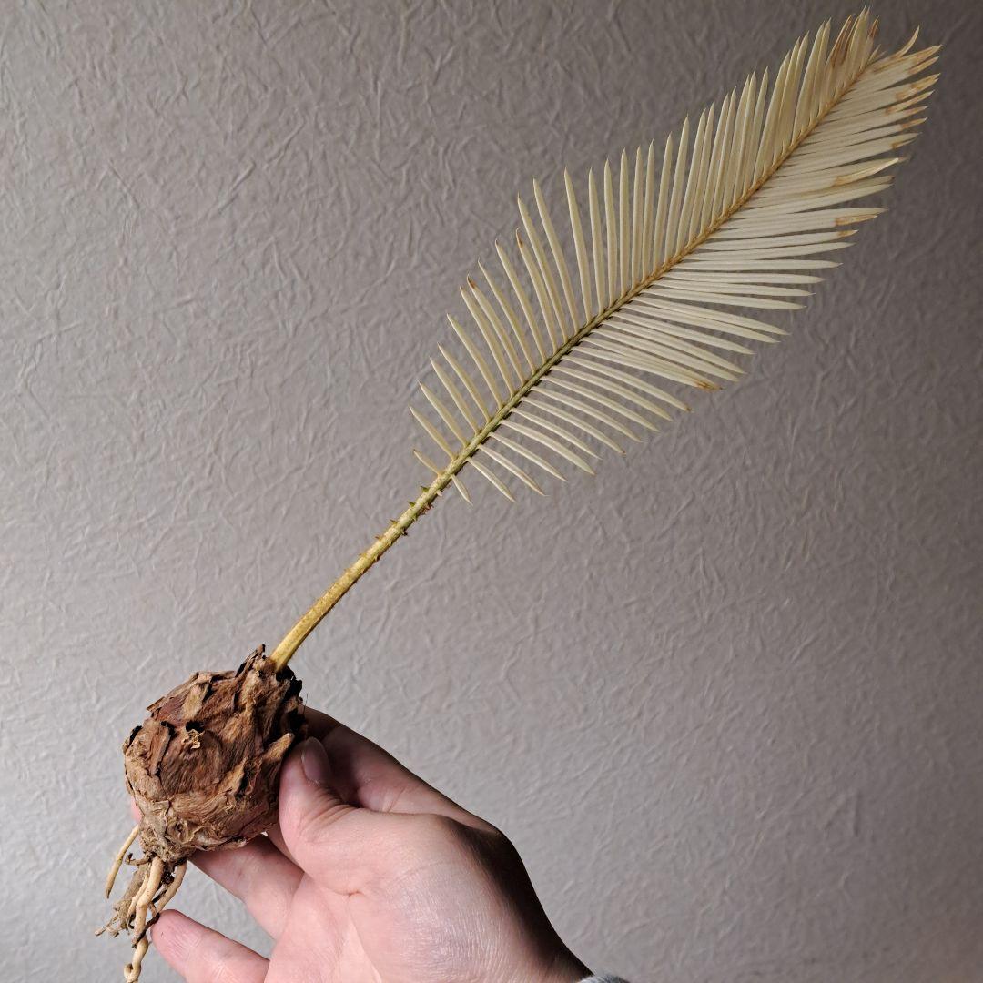 ★専用★　斑入り蘇鉄　黄金蘇鉄