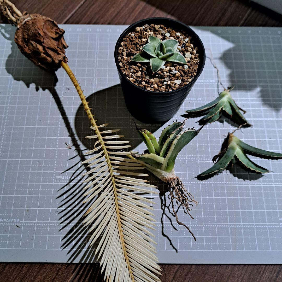 ★専用★　斑入り蘇鉄　黄金蘇鉄