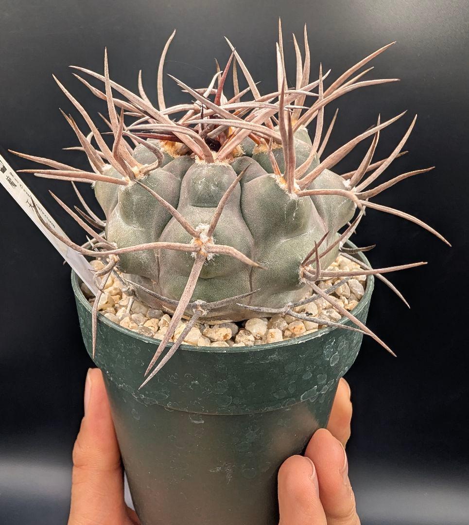 守金魔天竜 実生 鉢植えメルカリ便送料込み