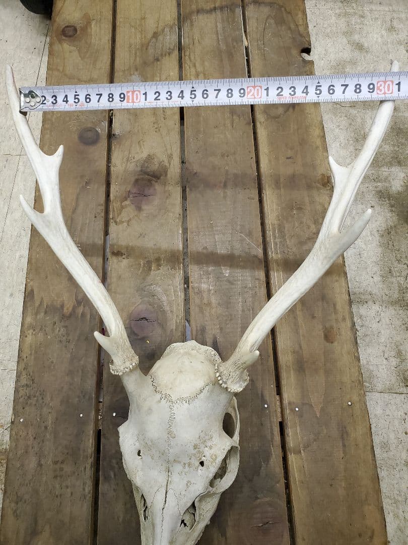 鹿の角　ニホンジカ　鹿の頭蓋骨つき角