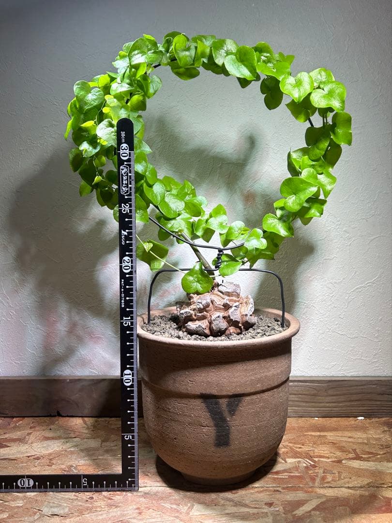 大株　ディオスコレア　アフリカ亀甲竜　亀甲竜　鉢のまま発送　深裂株　コーデックス