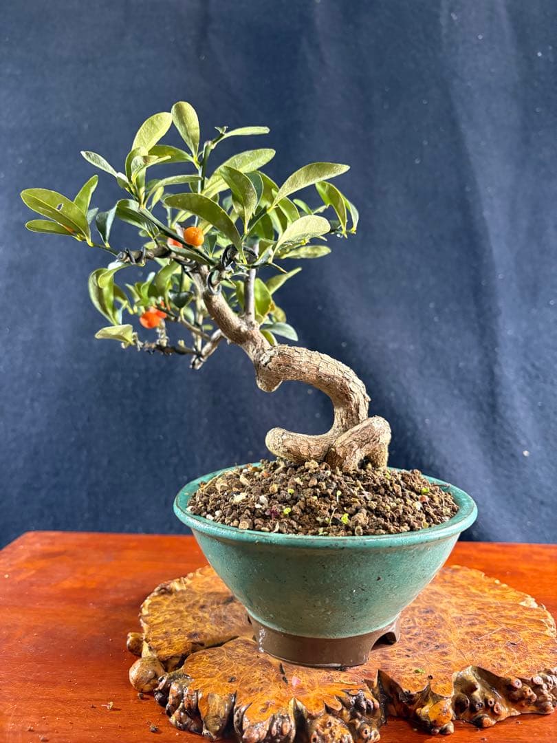 小品盆栽、金子(キンズ) 根上り、半懸崖作り 実付き、やや傷汚れあり　ユタ