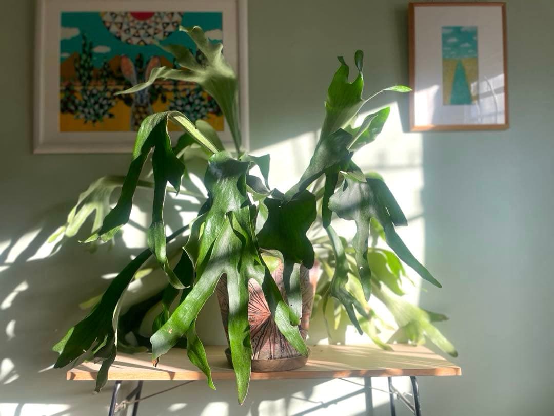 【特大】ビカクシダ、コウモリラン・親株