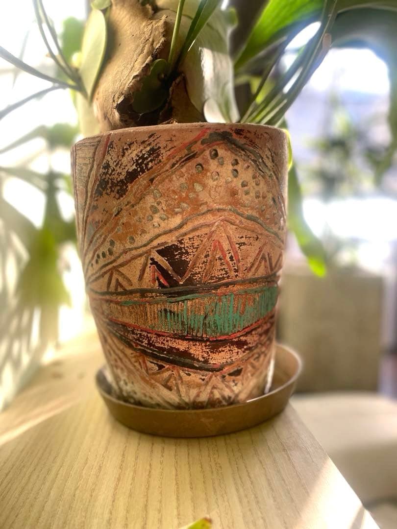 【特大】ビカクシダ、コウモリラン・親株