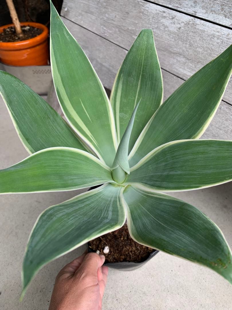 【安心の生産者仕入れ】アガベ・アテナータ　レイオブライト　希少品種