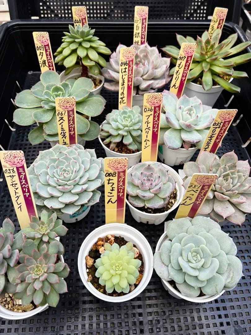 おらいさん苗12個セット＋そわそわチビ１個　ミックスベリア13個　多肉植物