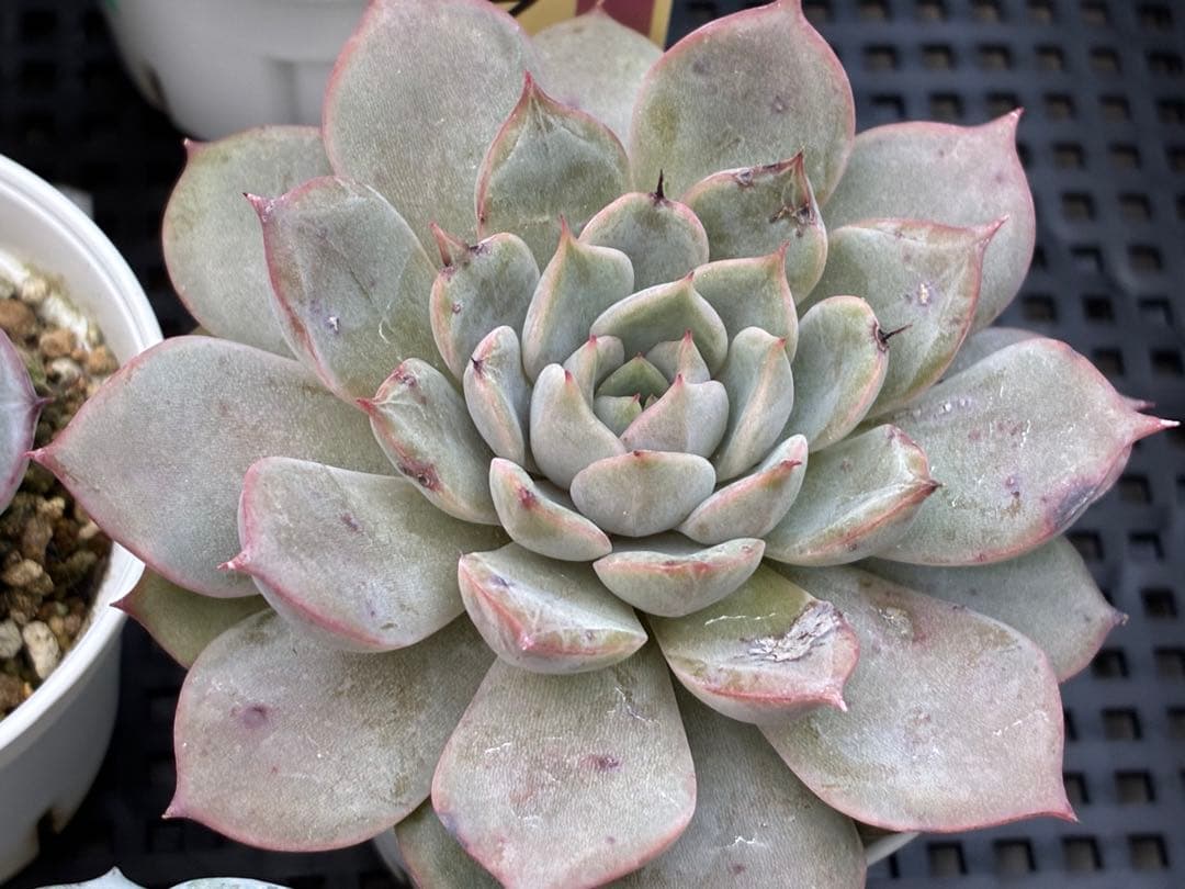 おらいさん苗12個セット＋そわそわチビ１個　ミックスベリア13個　多肉植物