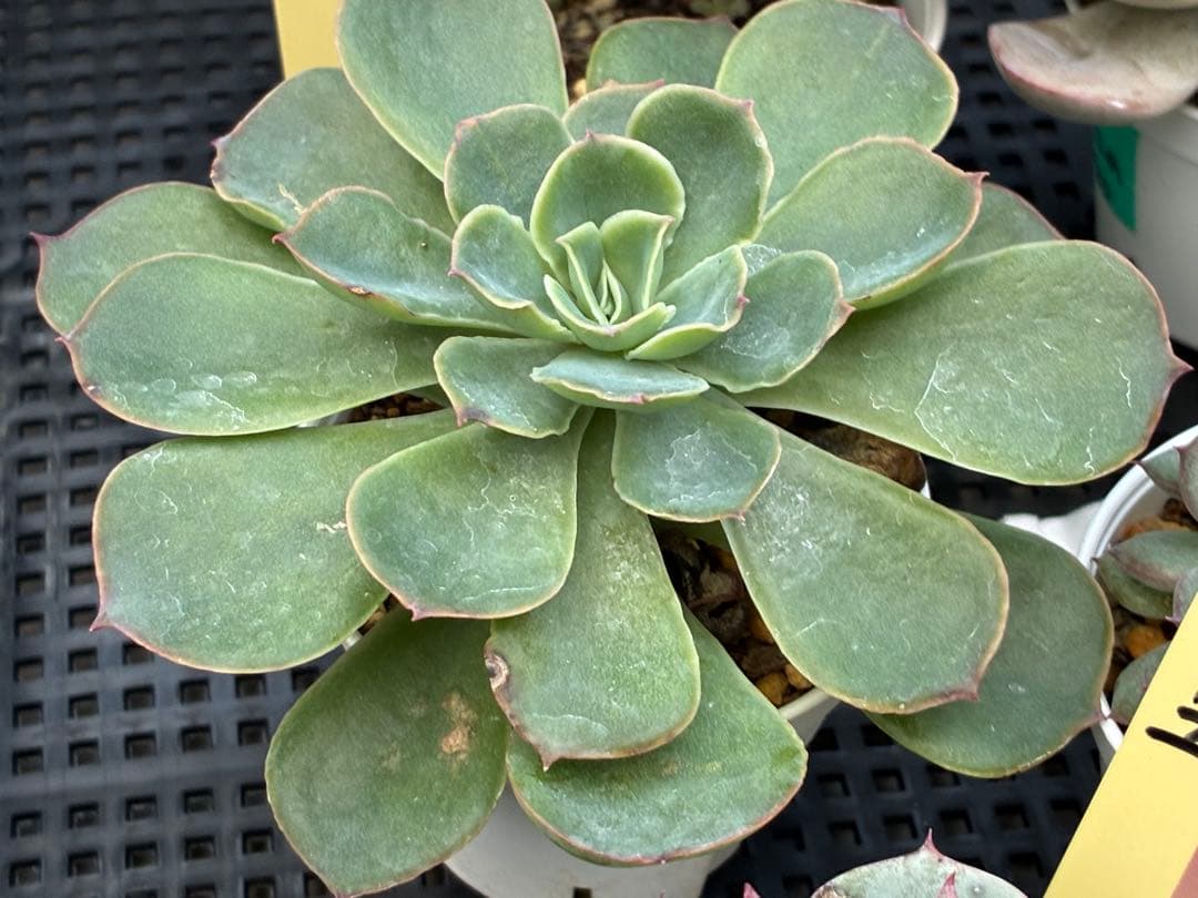 おらいさん苗12個セット＋そわそわチビ１個　ミックスベリア13個　多肉植物