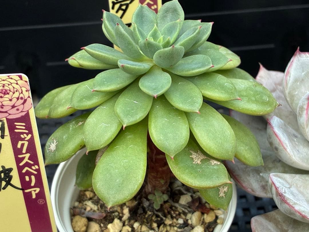 おらいさん苗12個セット＋そわそわチビ１個　ミックスベリア13個　多肉植物