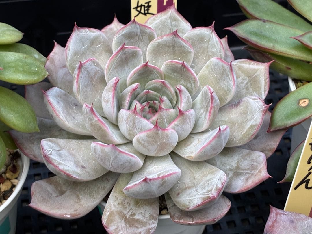 おらいさん苗12個セット＋そわそわチビ１個　ミックスベリア13個　多肉植物