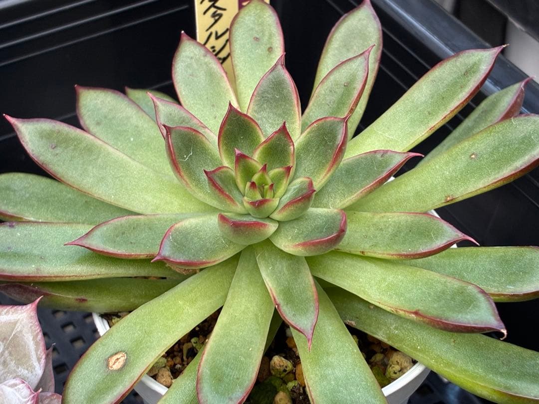 おらいさん苗12個セット＋そわそわチビ１個　ミックスベリア13個　多肉植物