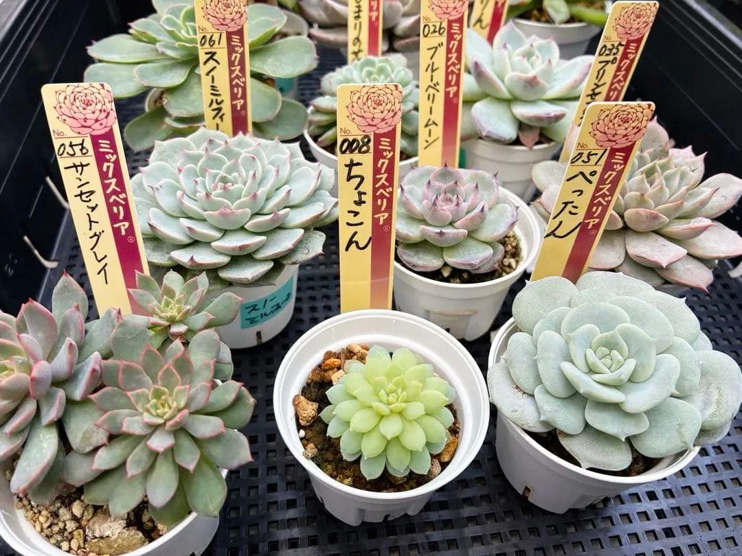 おらいさん苗12個セット＋そわそわチビ１個　ミックスベリア13個　多肉植物